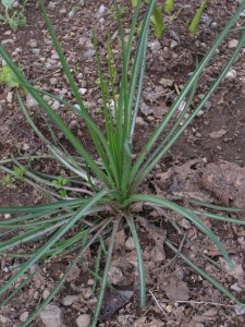 tragopogon pratensis 3274357