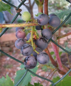 vitis vinifera 1 