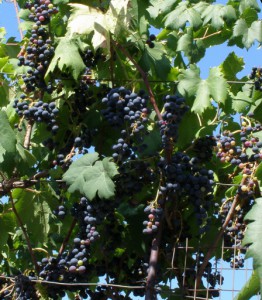vitis vinifera 4 