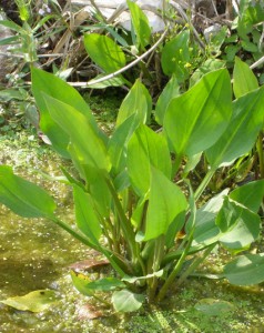 Alisma plantago-aquatica 2