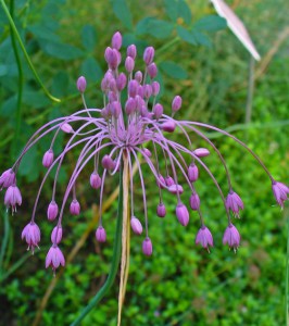 Allium carinatum subsp pulchellum 1