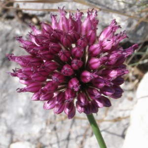 Allium sphaerocephalon 2