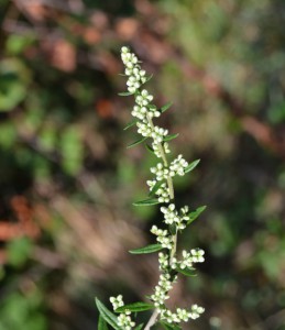 Artemisia verlotiorum 0020