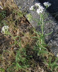 achillea millefolium 1 