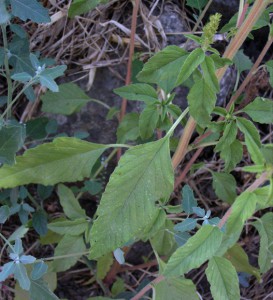 amaranthus blitum