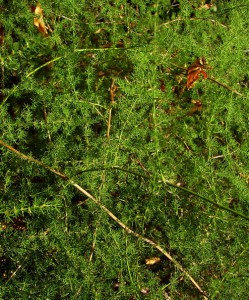 asparagus acutifolius 1