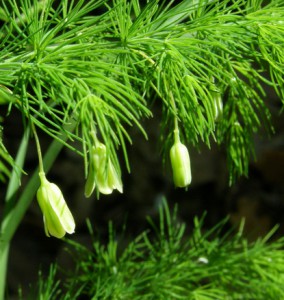 asparagus tenuifolius 2  